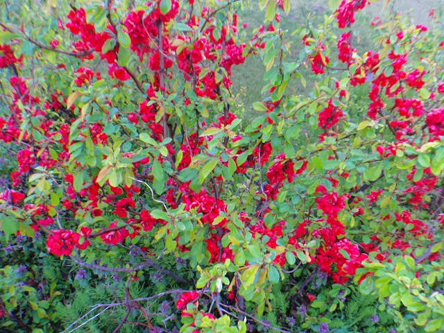 木瓜 放春花 園内の見どころ