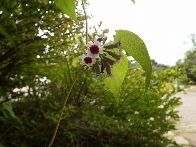 きれいな花発見 園内の見どころ